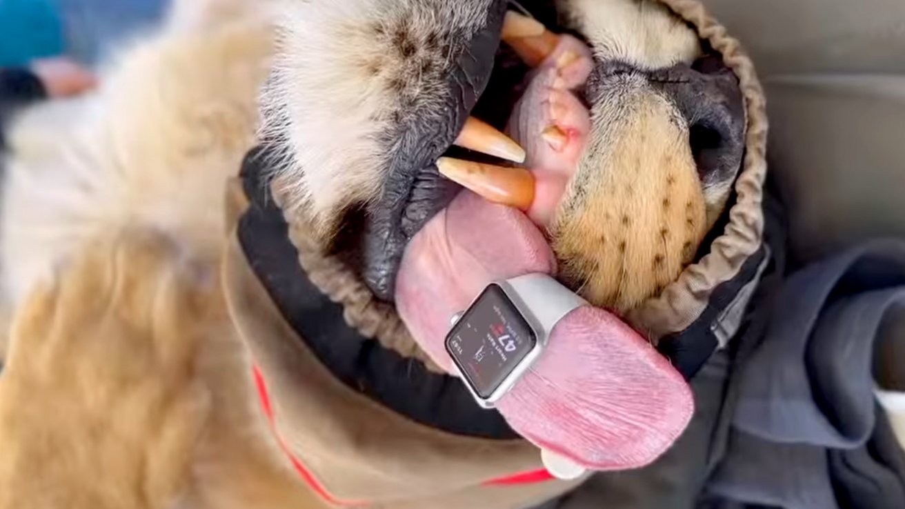 Read more about the article Apple Watch used to monitor lion’s heart rate via its tongue